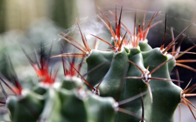 2015 – Kakteen Haage