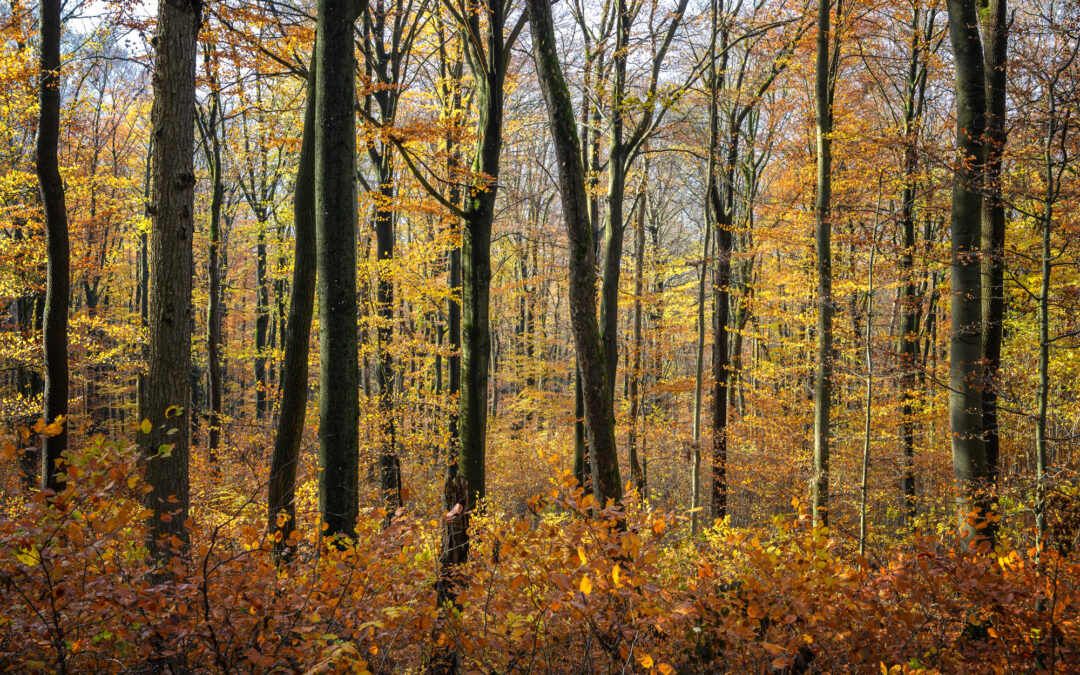 2021 – Fototour im Hainich