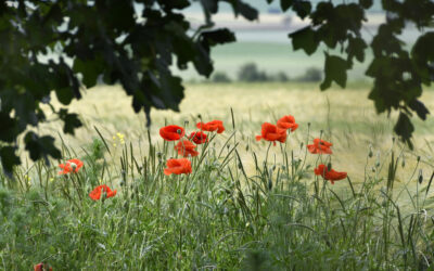 Drei Sommerbilder
